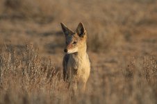 Black-backed Jackal za 3.jpg