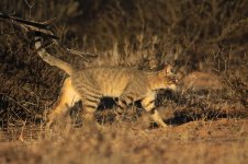 African Wild Cat za 1.jpg