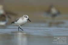 sandpiper, spoon-billed039.jpg