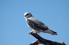 Black-shouldered Kite za 1.jpg