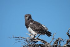 Black-breasted Snake Eagle za 1.jpg