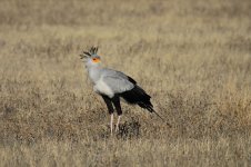 Secretary Bird za 3.jpg