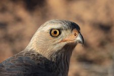 Pale Chanting Goshawk za 3.jpg