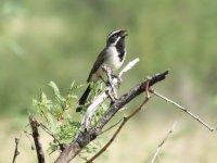 03-Black-throated Sparrow 1.JPG