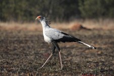 Secretary Bird za 5.jpg