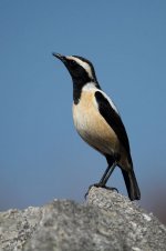 Buff-streaked Chat za 1.jpg