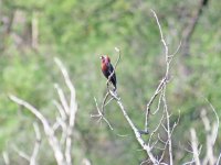 04-Varied Bunting 1.JPG