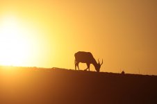 Blesbok Sunset za.jpg