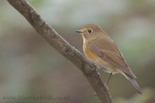 rfbluetail_2606.jpg