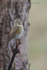 rfbluetail_2656.jpg