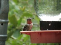 11-Broad-tailed Hummingbird 1.JPG