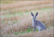 Blue-Hare8.jpg