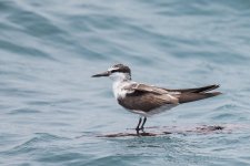 bridled tern.jpg