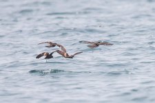 swinehoe's storm petrel.jpg