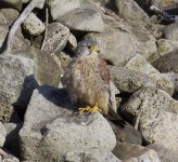 Kestrel_MG_3789.jpg