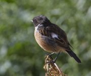 Stonechat_MG_4217.jpg