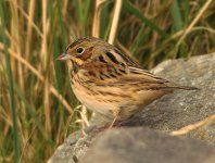 Chestnut-eared-Bunting-2.jpg