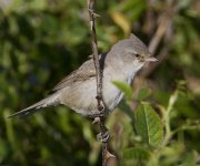 Barred Warbler_MG_3890.jpg