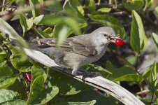 Barred Warbler_MG_4234.jpg