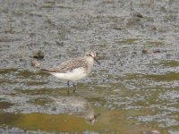 broad-billed sandpiper.jpg