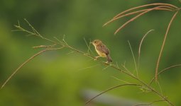 DSCN2167 Bright-capped Cisticola.jpg