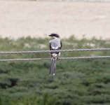 Tibetan Shrike.jpg