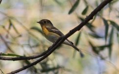 Mugimaki Flycatcher.jpg