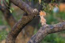 hoopoe050.jpg