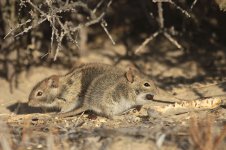 Five-striped Mouse za 3.jpg