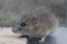 Namaqua Rock Mouse za.jpg