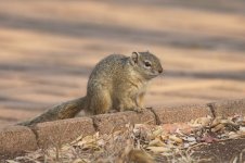 Tree Squirrel za 1.jpg