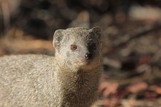 Little Grey Mongoose za 1.jpg