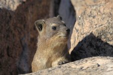 Rock Dassie za 1.jpg