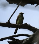 Img_0873_Flycatcher.jpg