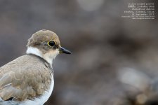 plover, little ringed030.jpg