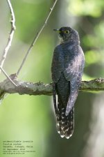 cuckoo, eurasian051.jpg