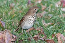 Thrush11-11-12DSC2706_edited-1.jpg