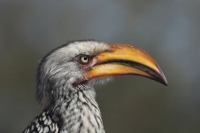 Yellow-billed Hornbill za 1.jpg