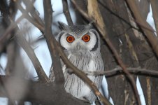 White-faced Scops Owl  za 1.jpg