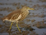 chinese pond heron  rx100 kw30x iso200 DSC00748.jpg