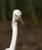 great egret rx100 kwzm iso200 50mm DSC01141.jpg