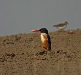 black capped kingfisher rx100 kwzm DSC00909.jpg