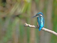 KINGFISHER (1).JPG