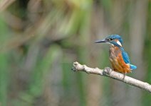 KINGFISHER (4).JPG