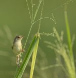 plain prinia D800 500mm_N8D1665_01.jpg