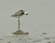 marsh sandpiper groom D800 500mm_N8D1814.jpg