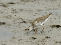 redshank D800 500mm_N8D1804_01.jpg