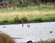 2osprey in water (6).JPG