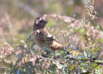 LongTailed Rosefinch Ukishima.jpg