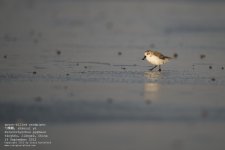 sandpiper, spoon-billed025.jpg